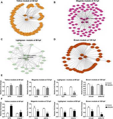 Comparative transcriptomics revealed neurodevelopmental impairments and ferroptosis induced by extremely small iron oxide nanoparticles